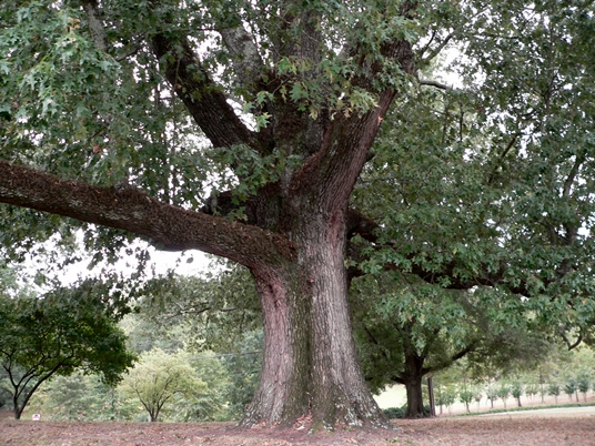 {Quercus pagoda}
